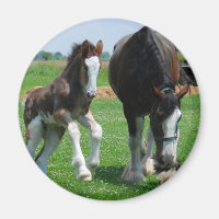 clydesdale and filly
