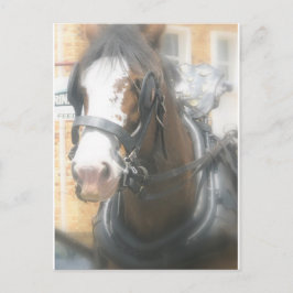 Clydesdale Brown Horse Postcard Vykort