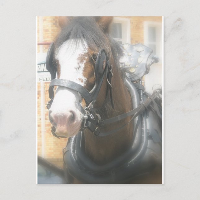 Clydesdale Brun Häst Vykort (Framsida)