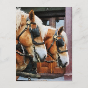 Clydesdale Closeup Vykort