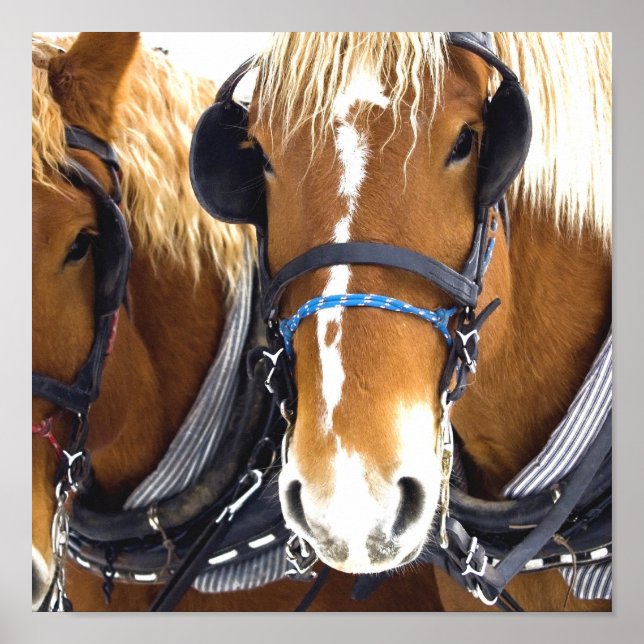 Clydesdale Draft Horse Poster Skriv ut (Framsidan)