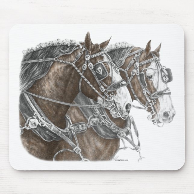 Clydesdale Draft Horse Team Musmatta (Framsidan)