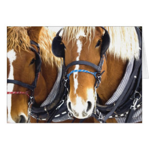 Clydesdale Draft Horses Card Hälsningskort