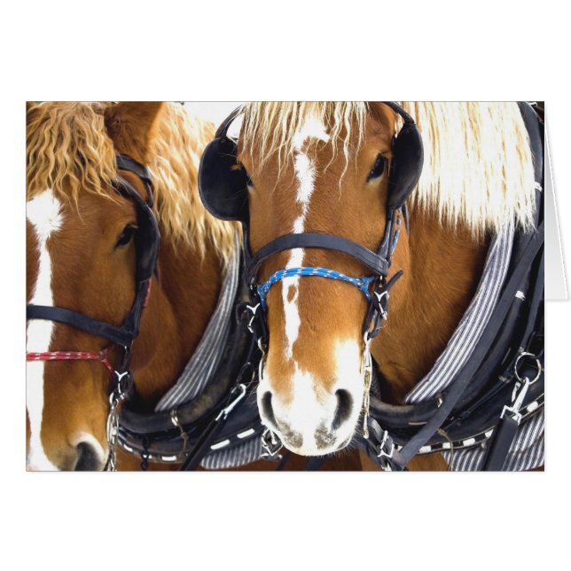 Clydesdale Draft Horses Card Hälsningskort (Framsidan Horizontal)