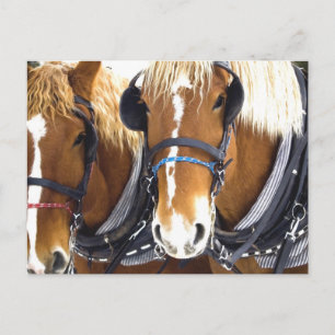 Clydesdale Draft Horses vykort