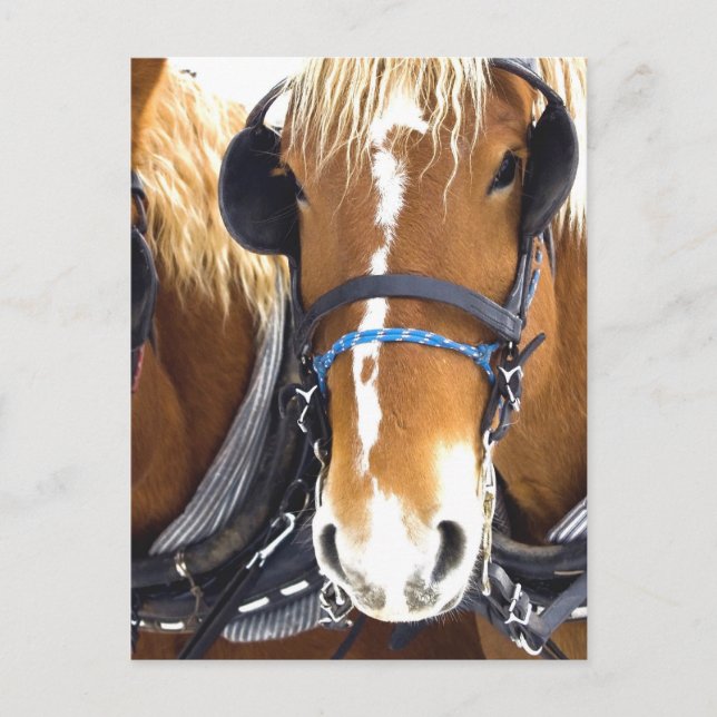 Clydesdale Draft Horses vykort (Framsida)