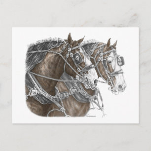 Clydesdale Draghästlag Vykort
