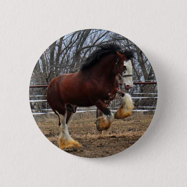 Clydesdale dubbar coltspring knapp (Framsida)