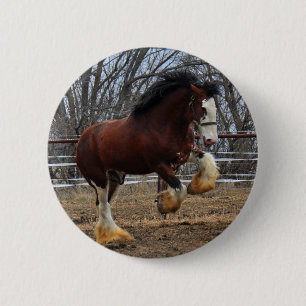 Clydesdale dubbar coltspring knapp