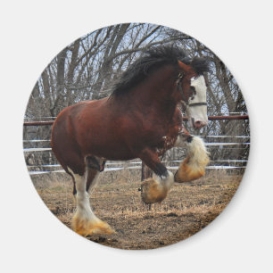 Clydesdale dubbar coltspring magnet