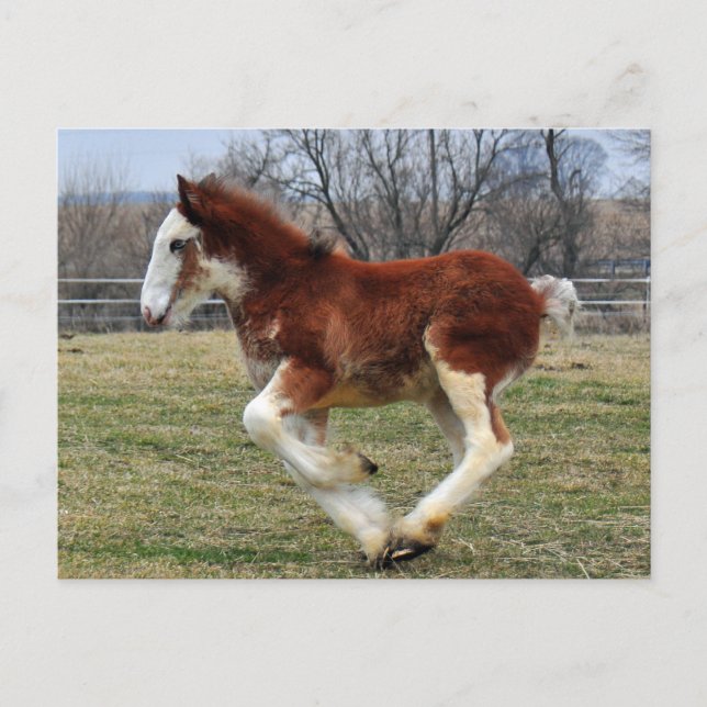 Clydesdale dubbar coltspring vykort (Framsida)