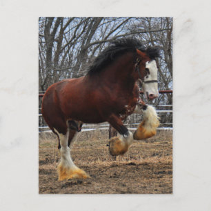 Clydesdale dubbar coltspring vykort