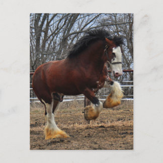 Clydesdale dubbar coltspring vykort