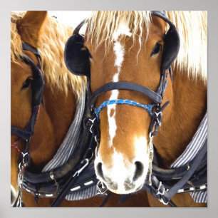 Clydesdale formulerar hästaffischtrycket poster