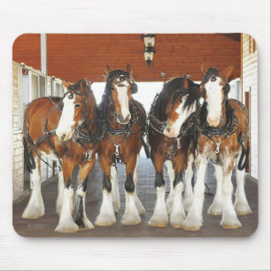 Clydesdale formulerar hästar i ladugården musmatta