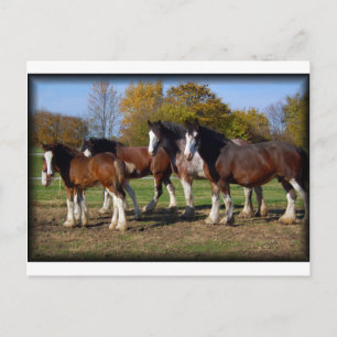clydesdale-grupp vykort
