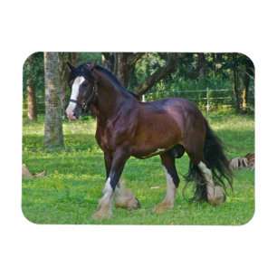 Clydesdale-häst Magnet