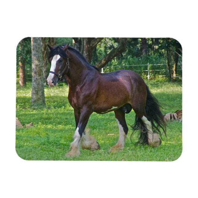 Clydesdale-häst Magnet (Horisontell)