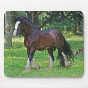 Clydesdale-häst Musmatta