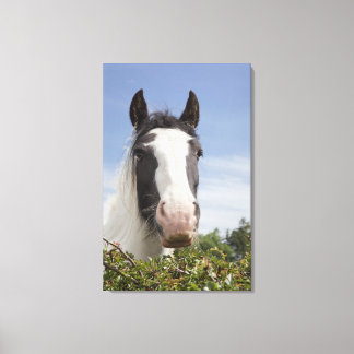 Clydesdale häst porträtt canvastryck
