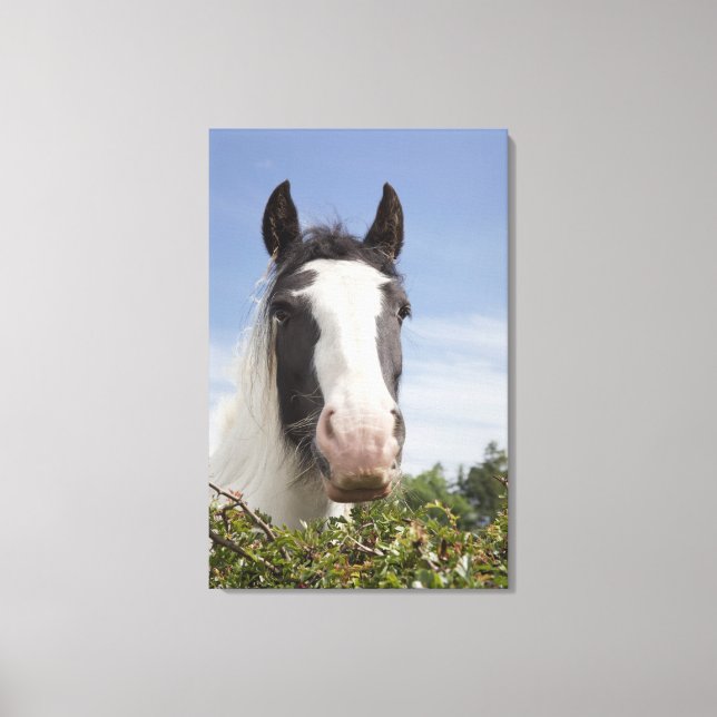 Clydesdale häst porträtt canvastryck (Framsida)
