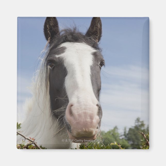 Clydesdale häst porträtt magnet (Framsidan)