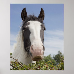 Clydesdale häst porträtt poster