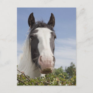 Clydesdale häst porträtt vykort