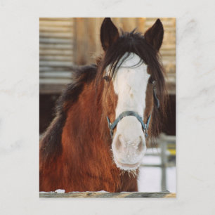Clydesdale-häst Vykort