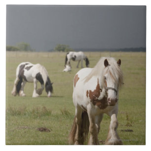 Clydesdale hästar i ett fält, Northumberland, Kakelplatta