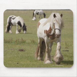 Clydesdale hästar i ett fält, Northumberland, Musmatta