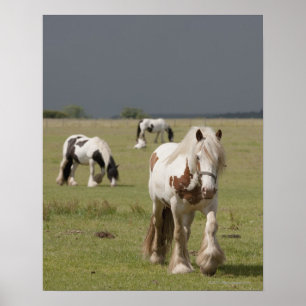 Clydesdale hästar i ett fält, Northumberland, Poster