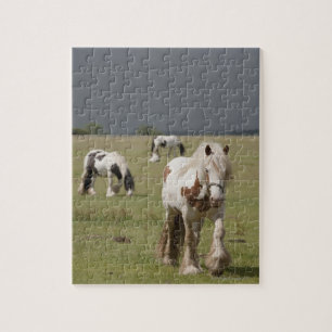 Clydesdale hästar i ett fält, Northumberland, Pussel