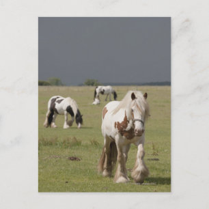 Clydesdale-hästar i fält, Northumberland. Vykort
