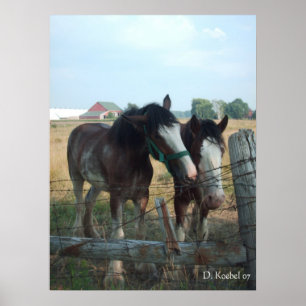 Clydesdale hästar poster