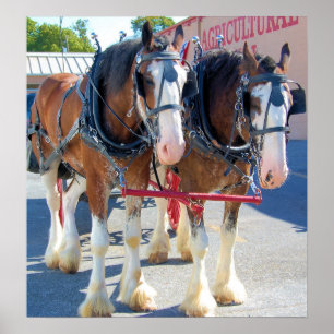 Clydesdale hästar poster