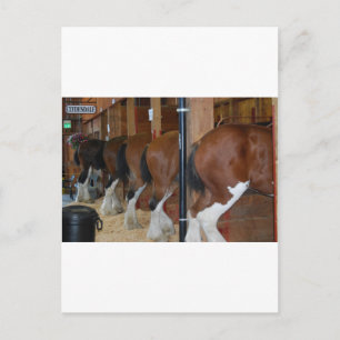 Clydesdale-hästar Vykort