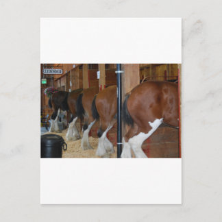 Clydesdale-hästar Vykort