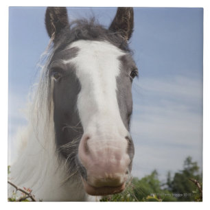 Clydesdale hästporträtt kakelplatta