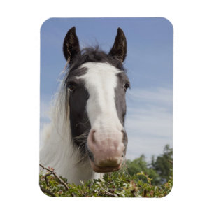 Clydesdale hästporträtt magnet
