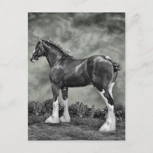 Clydesdale hingst B&W Vykort