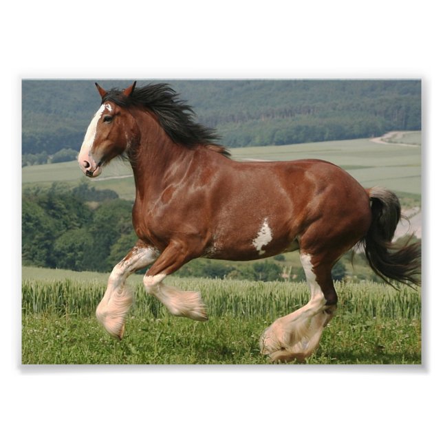 Clydesdale Horse Fototryck (Framsidan)