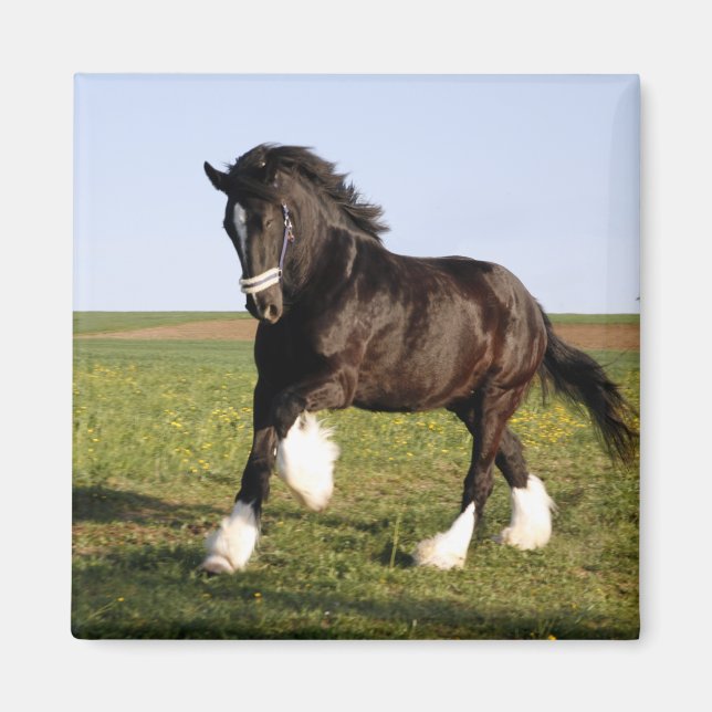 Clydesdale Horse Magnet (Framsidan)