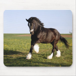 Clydesdale Horse Musmatta