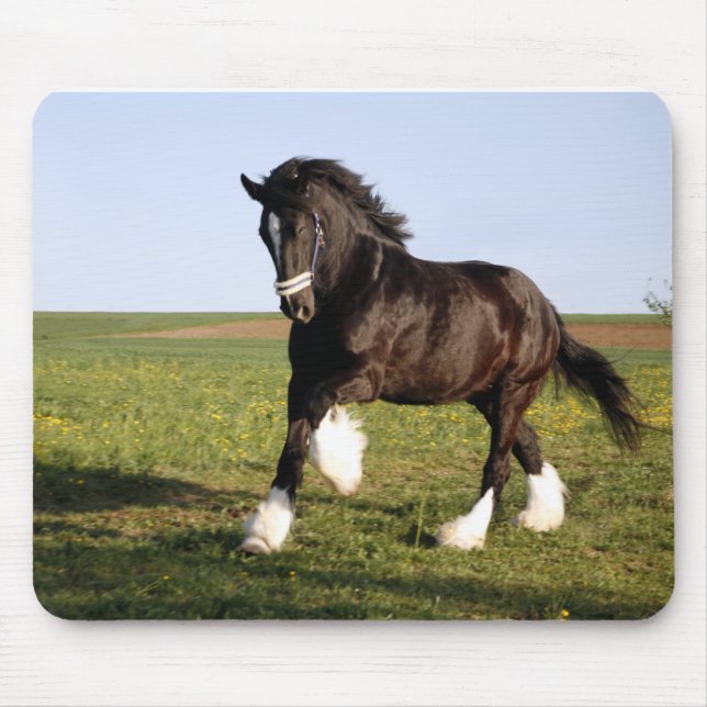 Clydesdale Horse Musmatta (Framsidan)