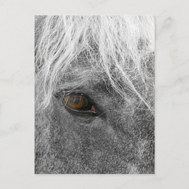Clydesdale Horse Postcard Vykort (Framsida)