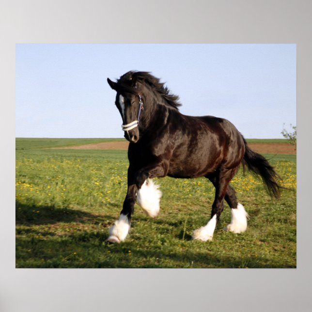 Clydesdale Horse Poster (Framsidan)