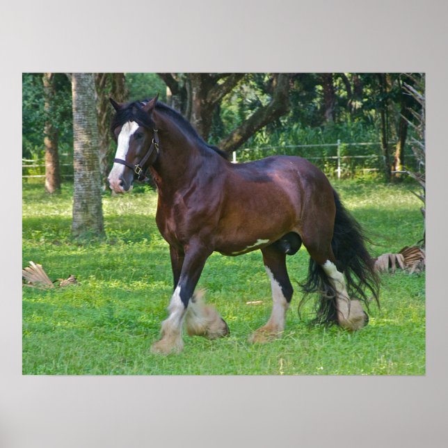 Clydesdale Horse Poster (Framsidan)