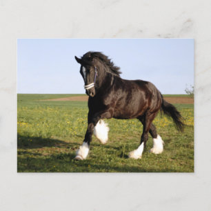 Clydesdale Horse Vykort