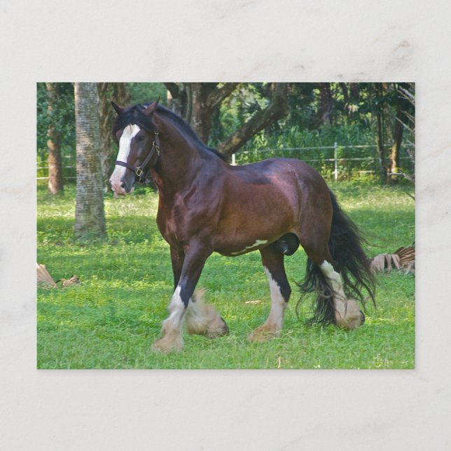 Clydesdale Horse Vykort (Framsida)